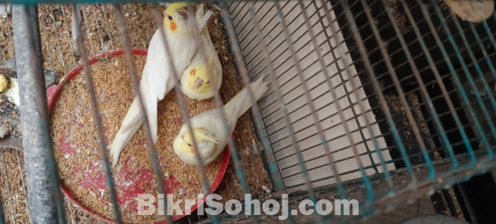 কোকাটেল পাখি